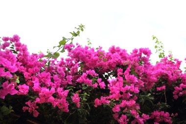 Bougainvillea çiçek arka plan