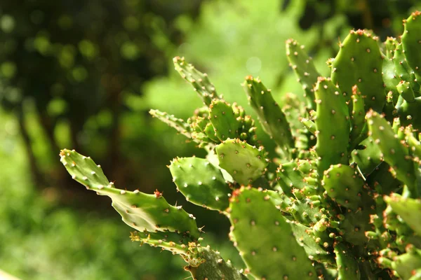 Opuntia kaktüs arka plan — Stok fotoğraf