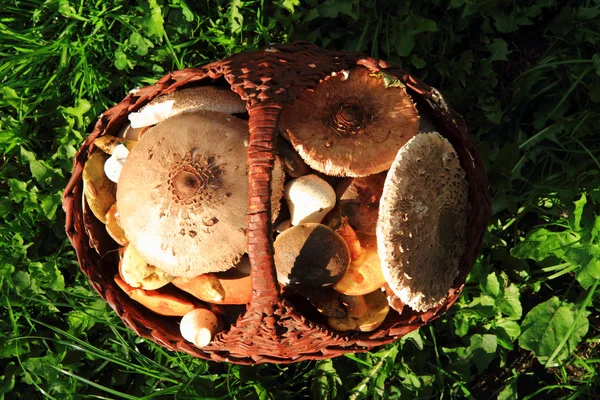 Guarda-sol e outros cogumelos — Fotografia de Stock