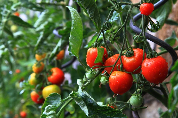 Natural tomatoes — Stock Photo, Image