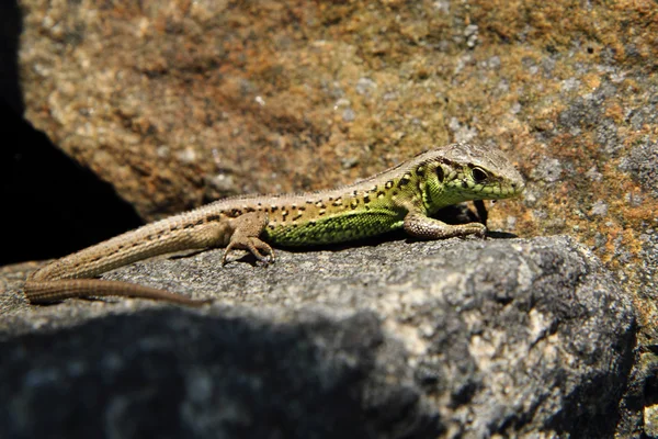 Pequeno lagarto na rocha — Fotografia de Stock