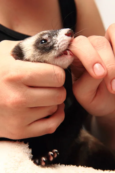 Small ferret in the human hands — Stock Photo, Image