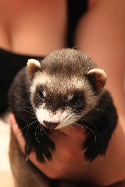 Small ferret in the human hands — Stock Photo, Image