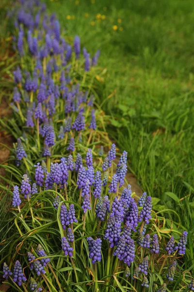 Muscari bloemen — Stockfoto