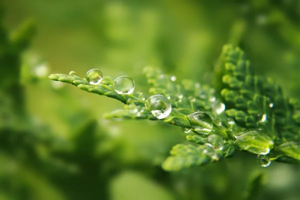 Water drops on the green leaf — Stock Photo, Image