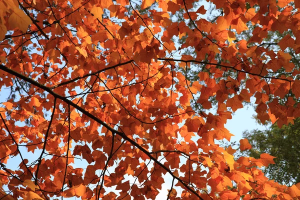 Hojas de otoño fondo —  Fotos de Stock