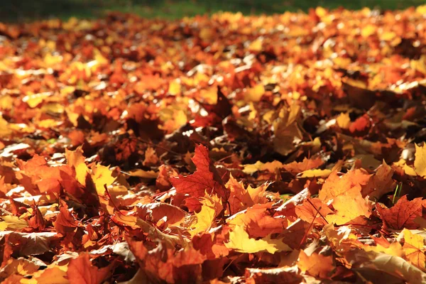 Herbstblätter — Stockfoto