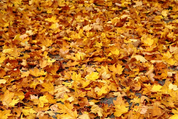 Autumn leaves background — Stock Photo, Image