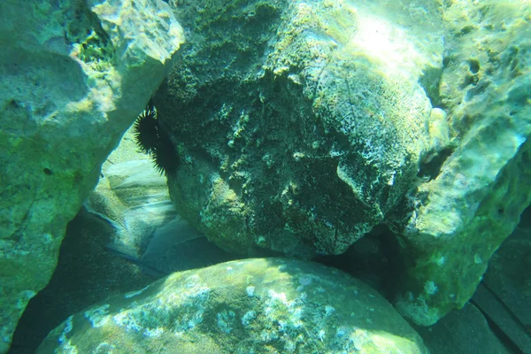 Onder water scène in de zee — Stockfoto