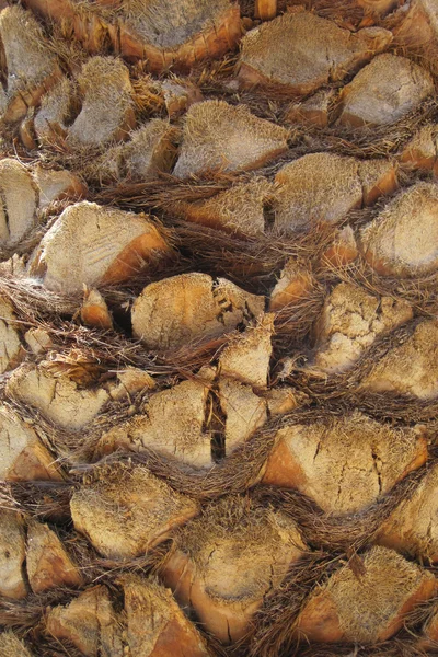 ヤシの木の幹の質感 — ストック写真