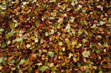 sonbahar yaprakları arka plan