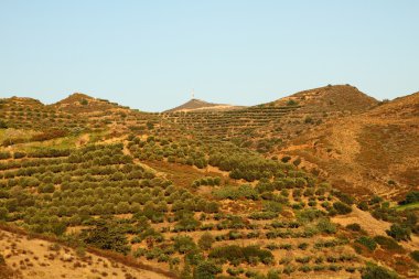 Yunanistan ada zeytin treeses