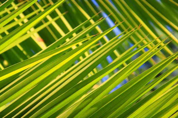 Green palm leaves background — Stock Photo, Image