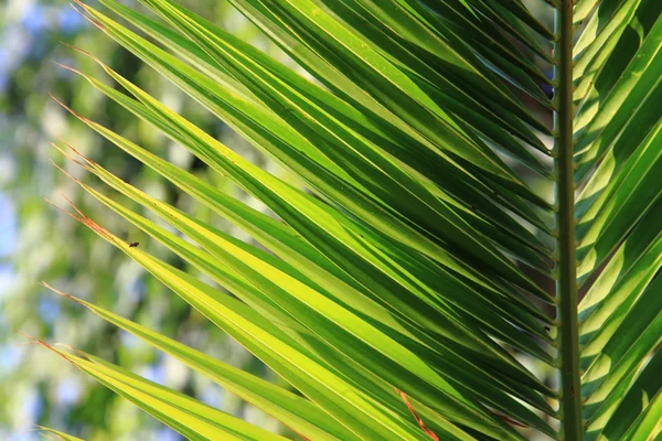 Green palm leaves background — Stock Photo, Image