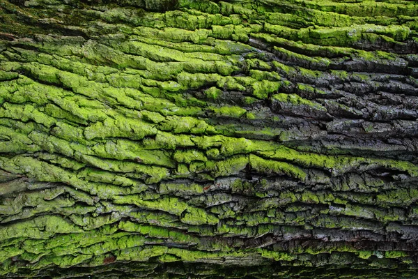 Yeşil kabuk dokusu — Stok fotoğraf