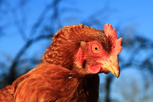 Chicken head — Stock Photo, Image