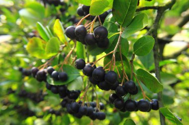 siyah rowanberries 