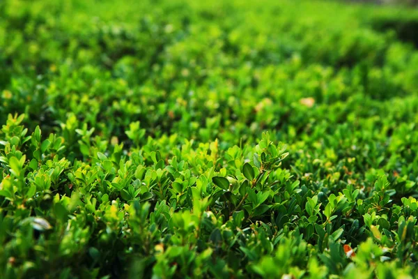 Detail am grünen Zaun — Stockfoto