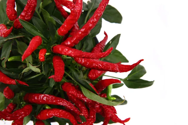 Przyprawa chili czerwony — Zdjęcie stockowe