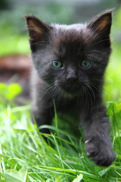 Yeşil çim kara kedi — Stok fotoğraf