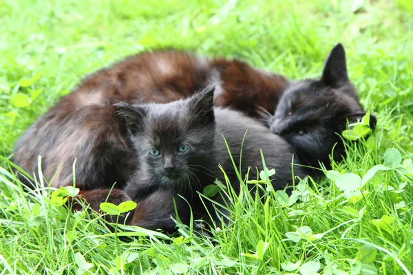 Kara kedi ve çocuk — Stok fotoğraf