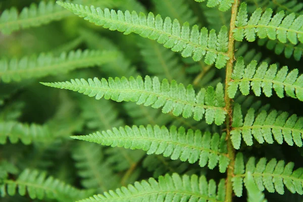 Fundo folhoso verde da floresta — Fotografia de Stock