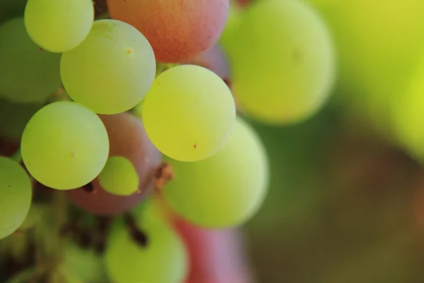 Vörös szőlő, ősz elején — Stok fotoğraf
