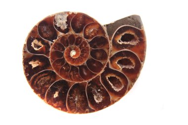kahverengi amonite iskelet 