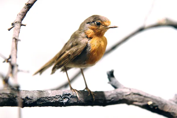 Petit oiseau orange — Photo