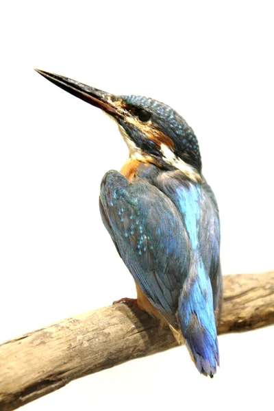King fisher bird isolated — Stock Photo, Image