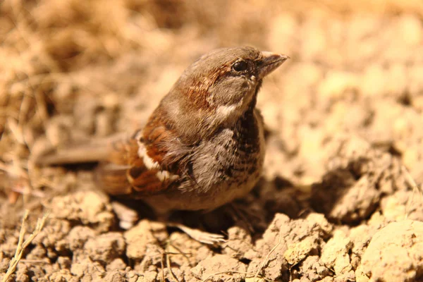 Petit oiseau Moineau — Photo