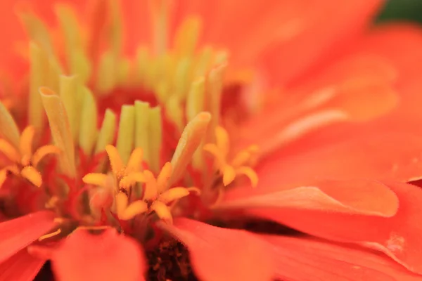 Detail van oranje bloem — Stockfoto