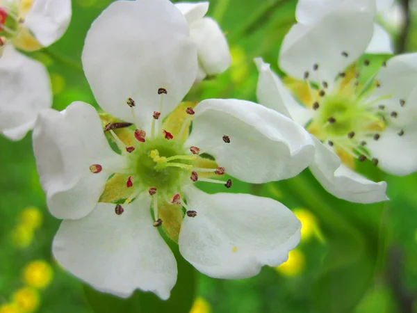 Pigwa kwiat — Zdjęcie stockowe
