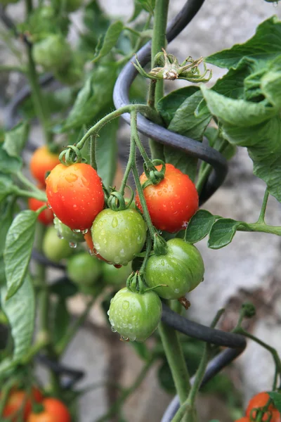 从家庭农场-番茄植物的详细信息 — 图库照片
