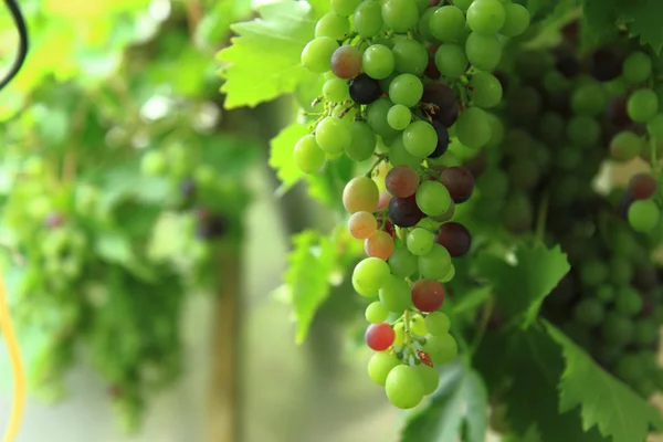 Red grapes in the early summer — Stock Photo, Image