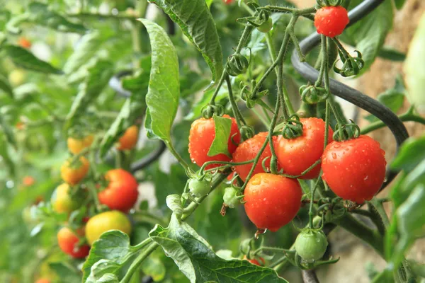 Detail vom heimischen Bauernhof - Tomatenpflanzen — Stockfoto