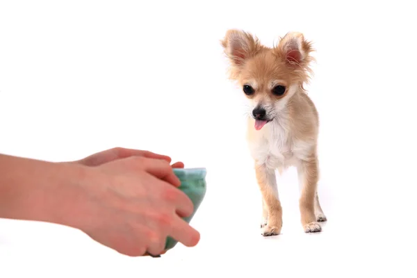 Chihuahua and water drink — Stock Photo, Image