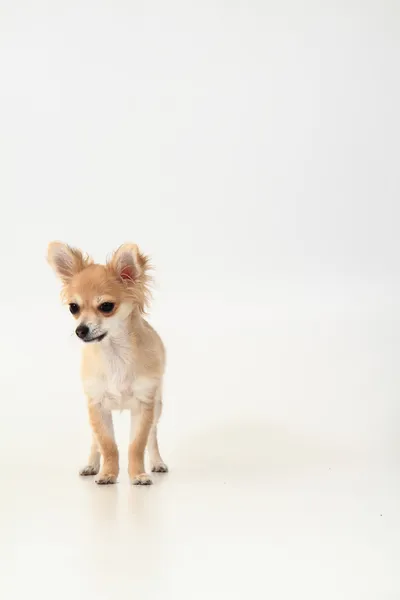 Chihuahua dans le studio — Photo