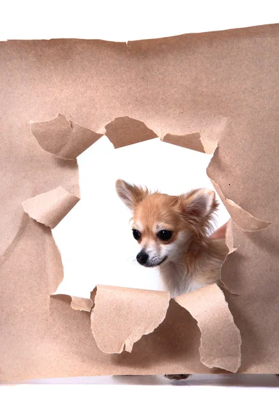 Chihuahua e furo de papel — Fotografia de Stock