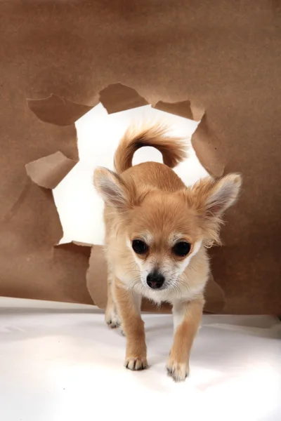 Chihuahua and paper hole — Stock Photo, Image