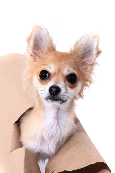 Chihuahua and paper hole — Stock Photo, Image