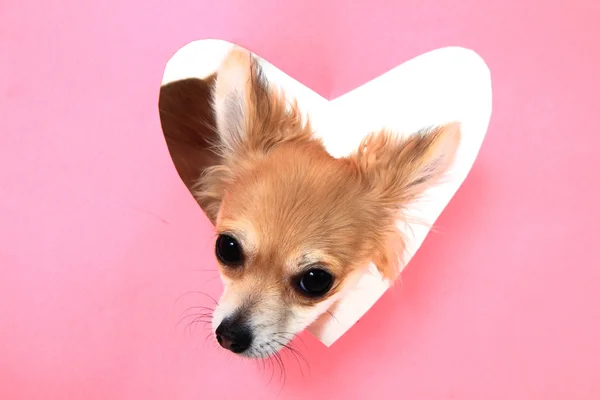 Small sweet valentine chihuahua — Stock Photo, Image