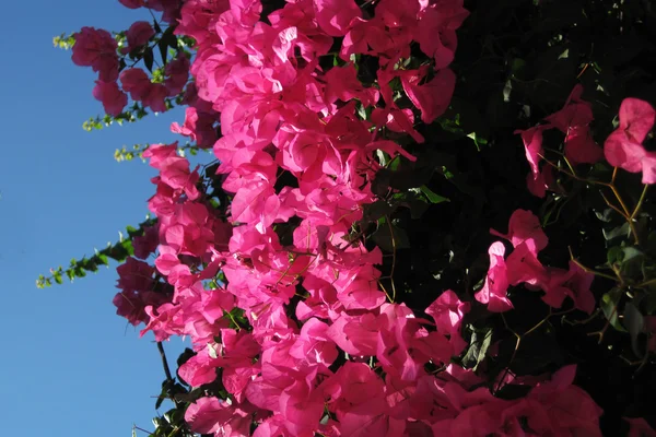 Virág lila bougainvillea — Stock Fotó