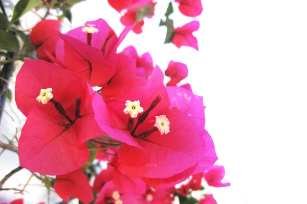 Bougainvillea çiçek detay — Stok fotoğraf