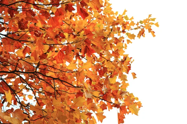 Herfstbladeren als mooie natuurlijke seizoensgebonden achtergrond — Stockfoto