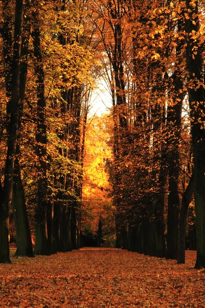 Höst i parken — Stockfoto