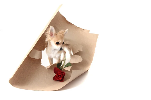 Chihuahua comme cadeau de Saint-Valentin avec rose — Photo