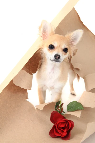 Čivava jako Valentýnský dárek s růží — Stock fotografie