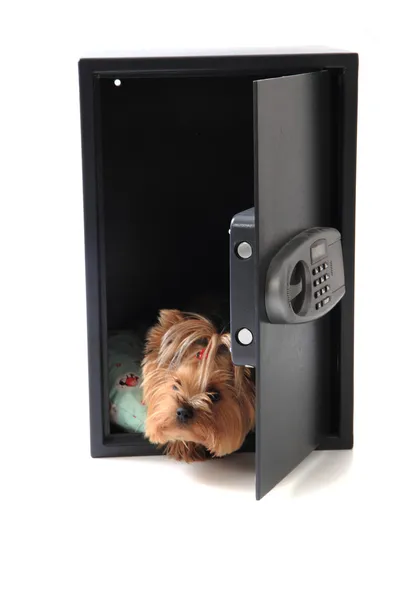 Hund i kassaskåpet — Stockfoto