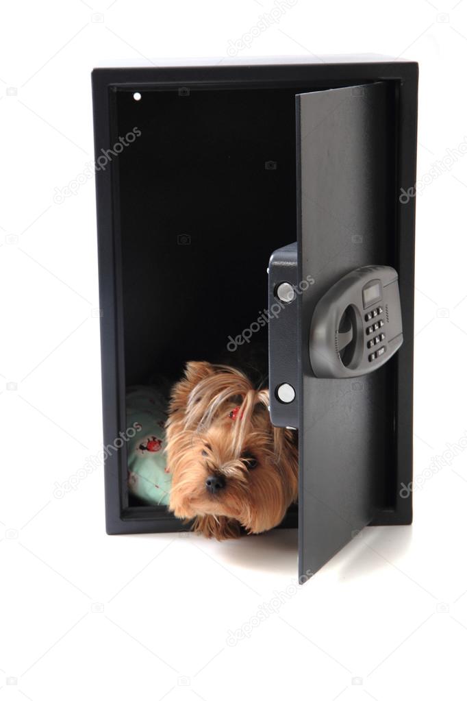 dog in the safe 